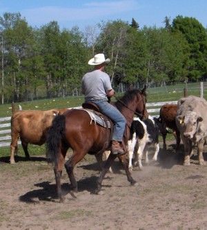Cutting with Curly Horse