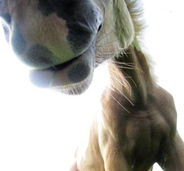 Curly Horse closeup